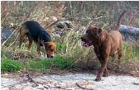 photo of two aboandoned dogs.