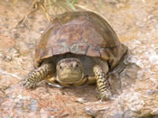 photo of boxturtle