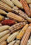 corn cobs