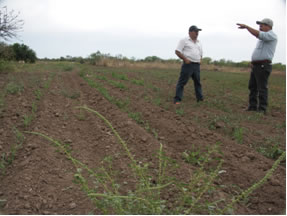 Mayo agricultural field