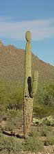 Saguaro cactus